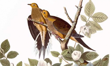 Audubon print: Turtle Dove