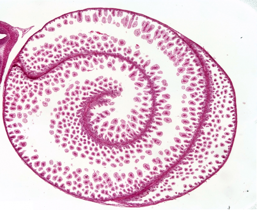 spiral intestine morphogenesis in the little skate