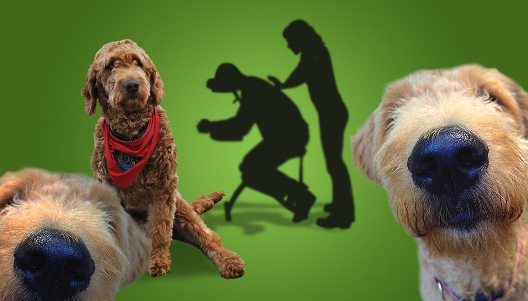 dog therapy and massage