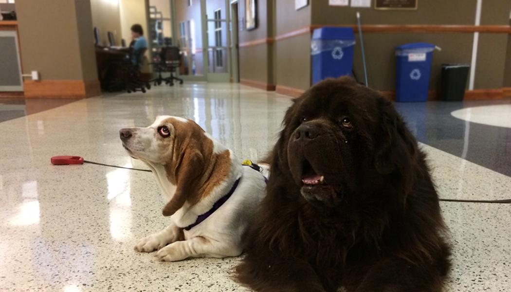Bucky & Peaches therapy dogs