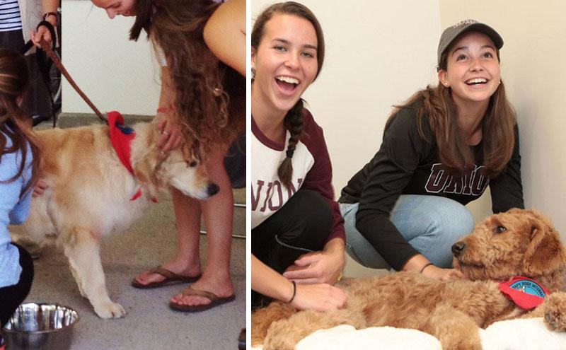 Therapy Dogs, Jenna