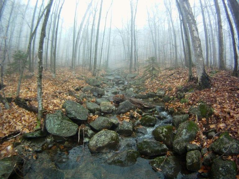 A view of Adriondack woods