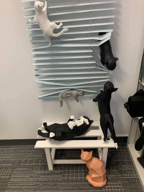 cats on a blind