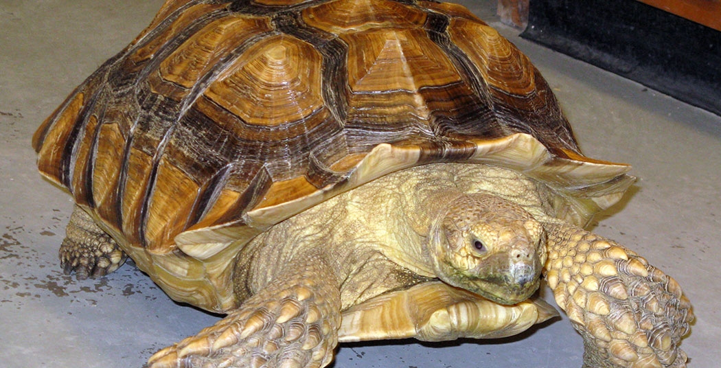 Stella is an African Spur Thighed Tortoise