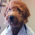 Jenna the therapy dog