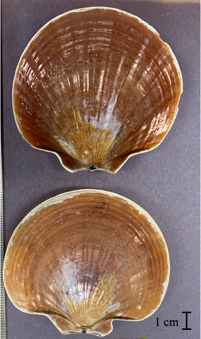 Shell of an Antarctic scallop (Adamussium colbecki)