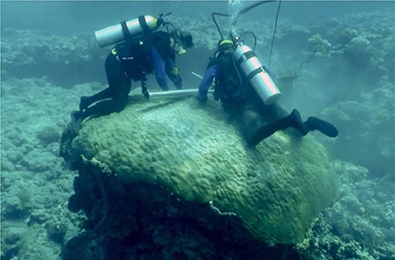 Research collaborator Dr. Konrad Hughen coring a massive Porites lobata colony