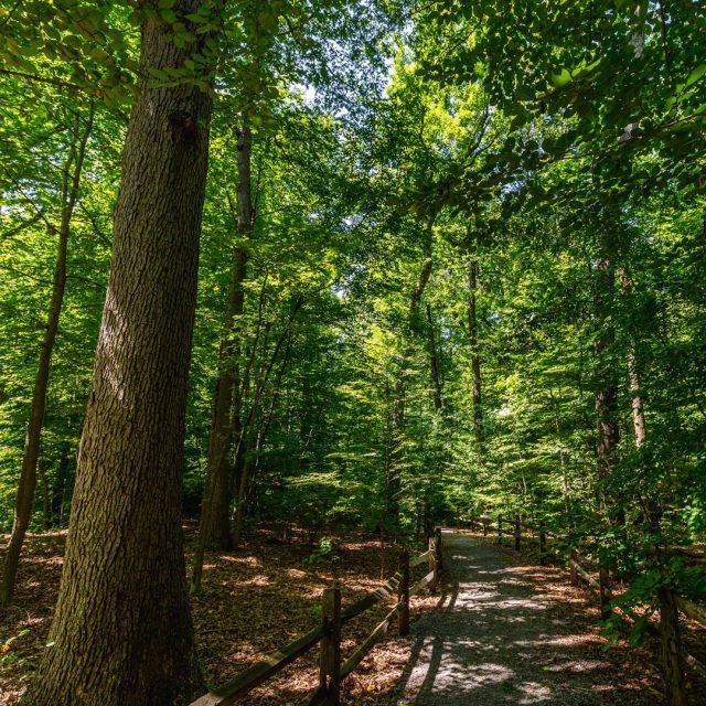 Forest Bathing