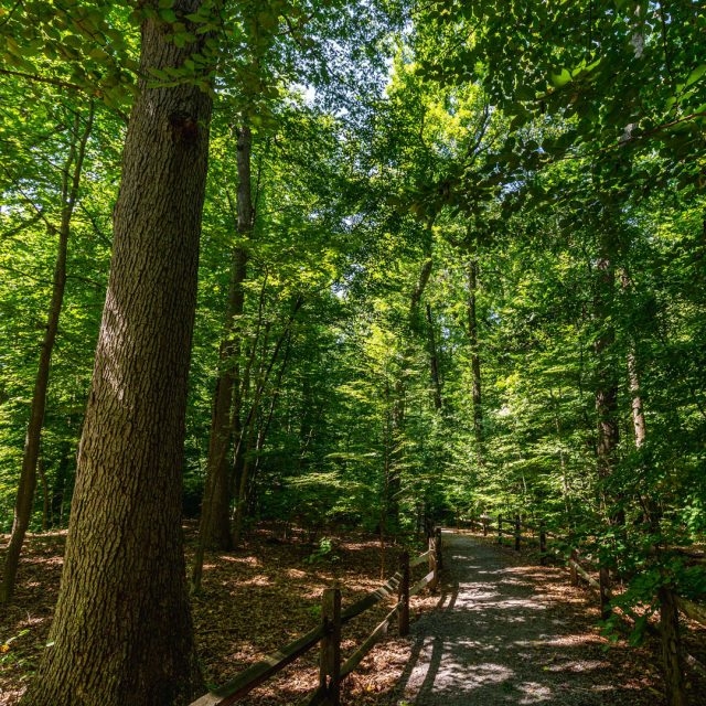 Forest Bathing