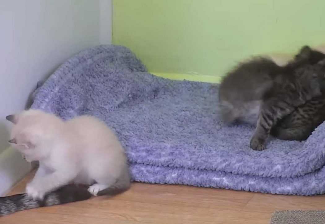 kitten cam