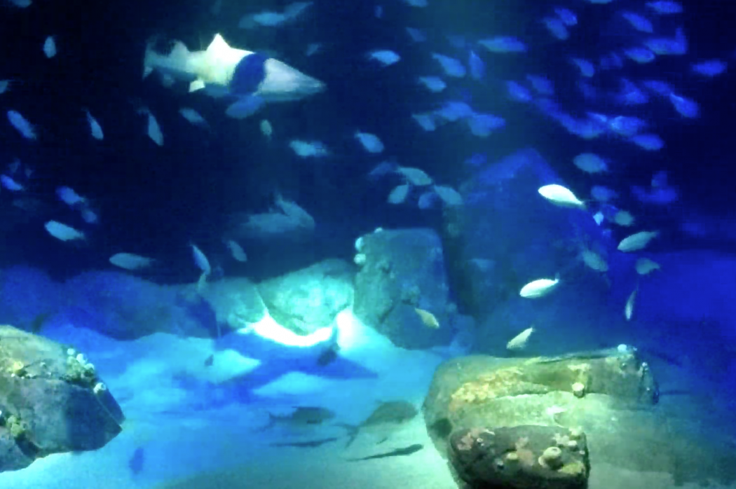 New York Aquarium cam screen shot