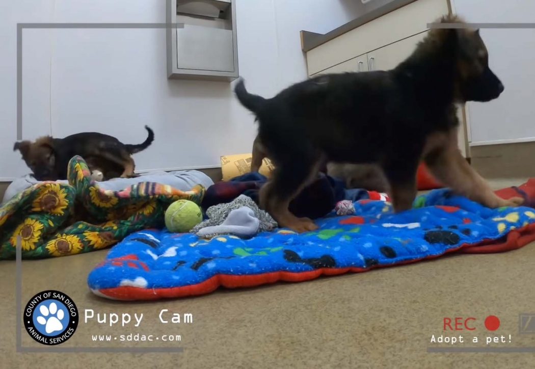 Puppy Cam