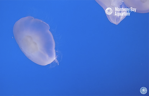 Jellyfish