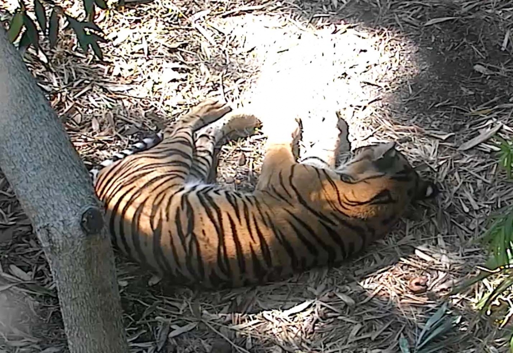 Tiger cam