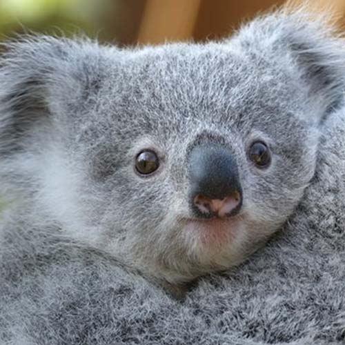 Koala