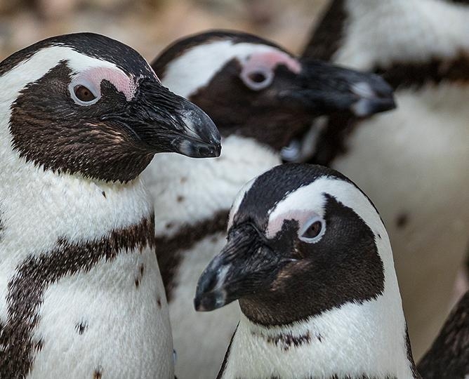 Penguins