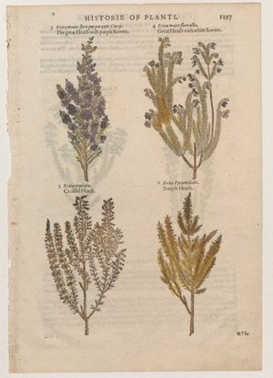 Herball, printed leaf