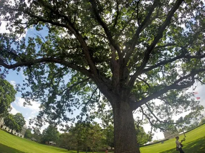 Union’s meticulously maintained landscape includes a vast array of historic and rare tree species. There are about 1,300 major shade trees, 650 flowering shrubs, and 5,000 shrubs and smaller trees