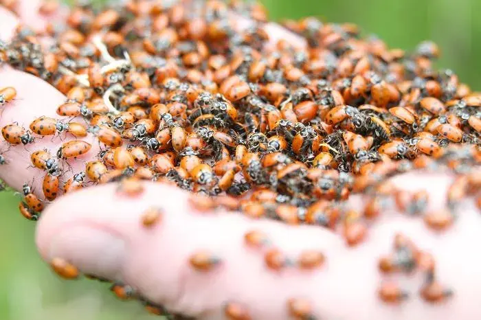 Tom Heisinger, manager of Grounds, with some of the 140,000 ladybugs he recently released on campus. (Photos by Matt Milless)