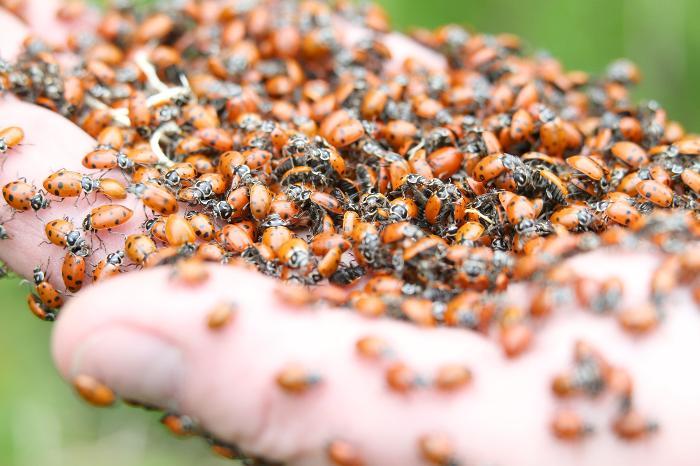 Tom Heisinger, manager of Grounds, with some of the 140,000 ladybugs he recently released on campus. (Photos by Matt Milless)