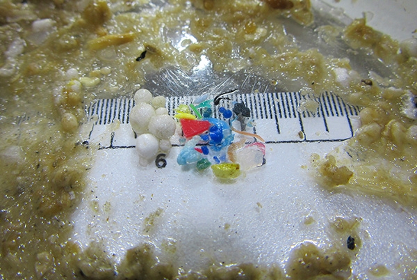 Microplastic pollution