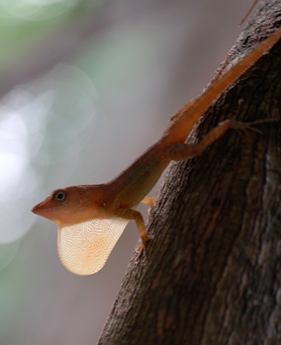 Jamaican gray anole