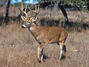 Photo of a deer