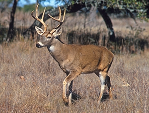 Photo of a deer