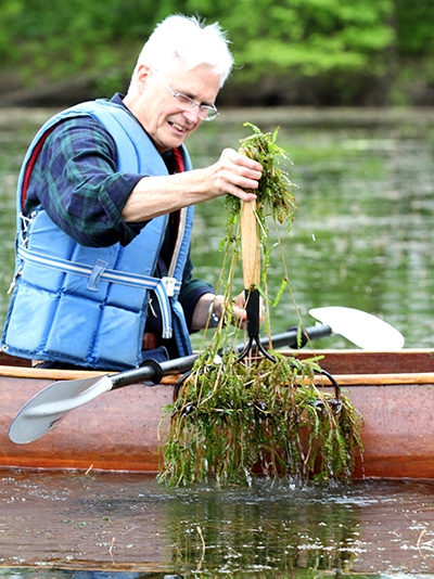 Using a customized garden rake, Biology Professor Emeritus Peter Tobiessen easily pulls invasive curly-leaf pondweed from Collins Lake in Scotia, N.Y. (Photo by Matt Milless)