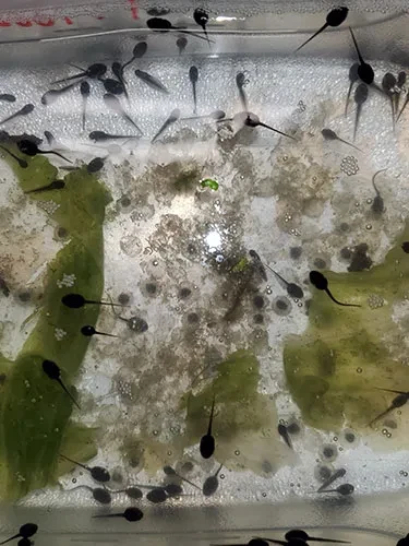 tadpoles from local ponds