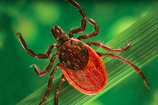 A close-up view of a deer tick