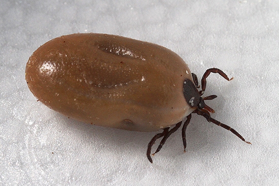 A female blacklegged tick, or deer tick, its abdomen engorged with a host blood meal (Courtesy of CDC/Dr. Gary Alpert)