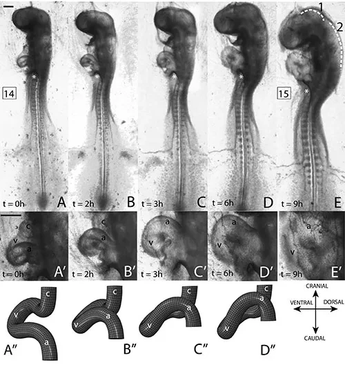 S-looping heart development in chicken embryo (By Sarah Bradner '14)