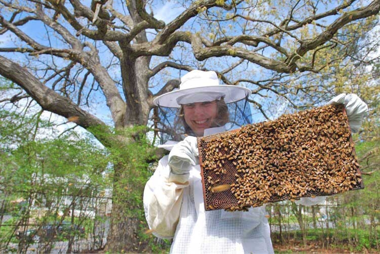 A student holding a honey comb loaded with bees