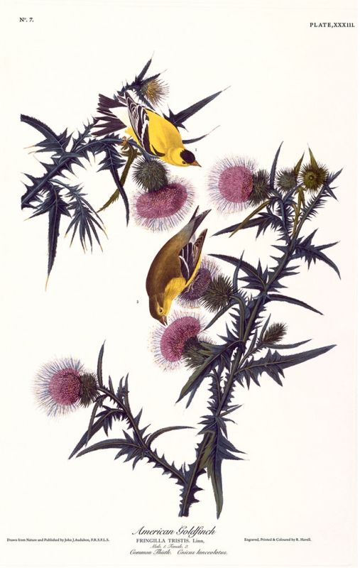 Audubon print: Gold Fiches