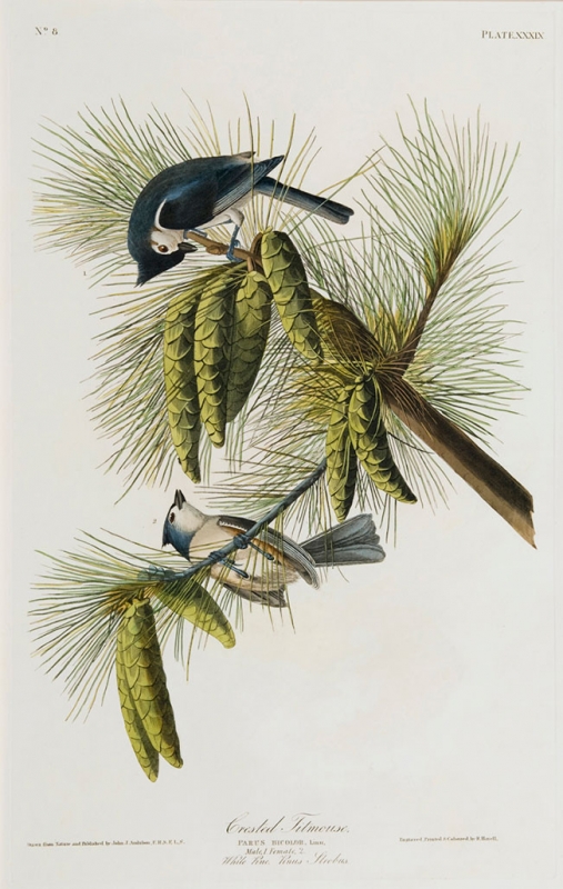 Audubon print: Titmouse