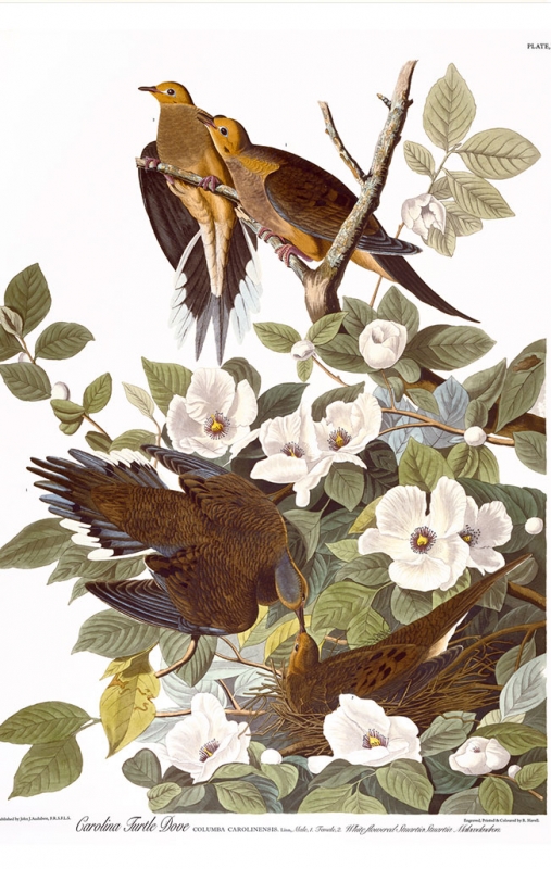 Audubon print: Turtle Dove