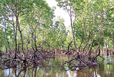 Kenyan mangrove