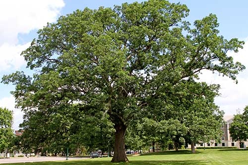 White oak, West Beach