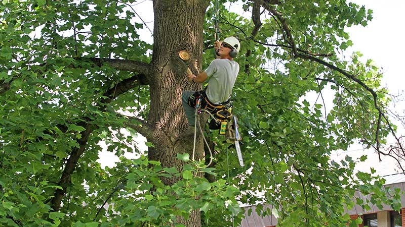 Conti removes a dead limb from a tulip tree near the Davidson dormitory.  