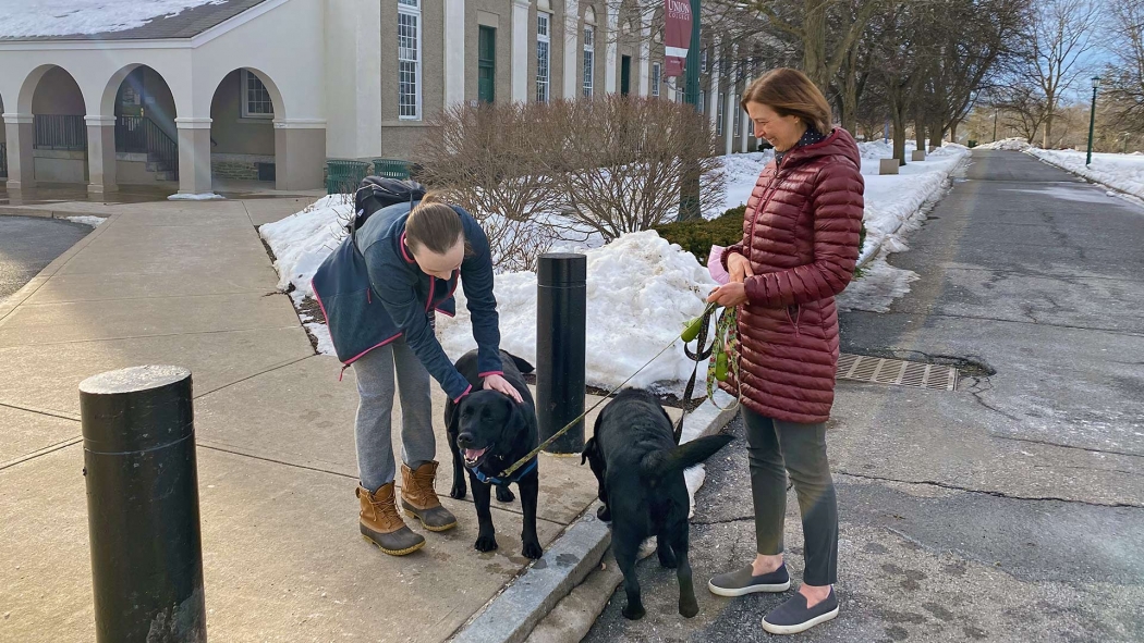A student can't resist the charms of English Labradors George and Pippa, out on a late afternoon winter stroll with their human companion, Jennifer Currey, professor of biomechanical engineering.