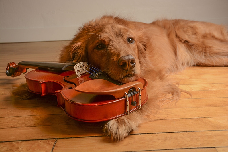 A photograph of a dog with a violine