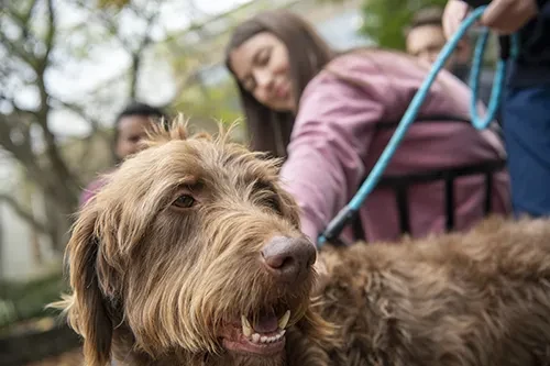 Sparky the therapy dog.