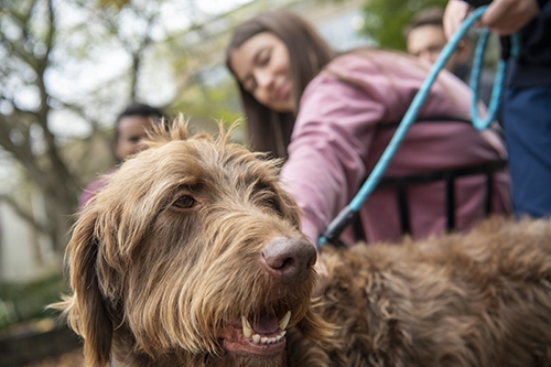 Sparky the therapy dog.