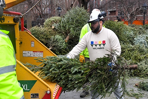 Anthony Perez '11  putting old holiday tree in wood chipper