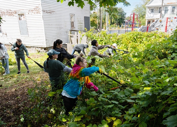 Students trimming some overgrown  hedges