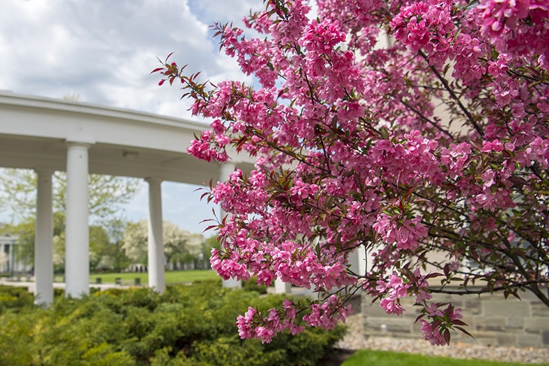 A tree in bloom with columns in the background