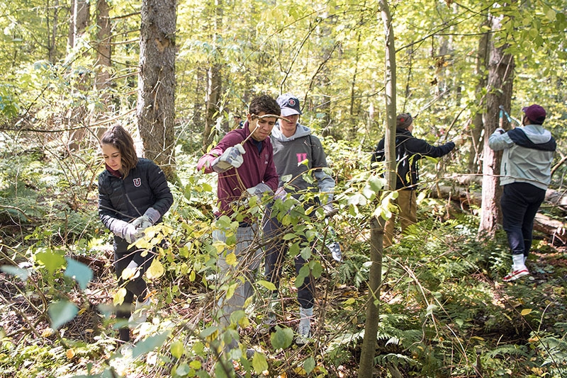 Students working outside clearing brush in Schenectady.