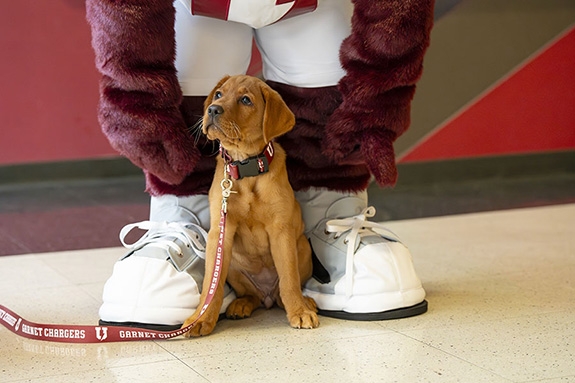 A photo of Charger the real dog at the feet of the costume mascot.