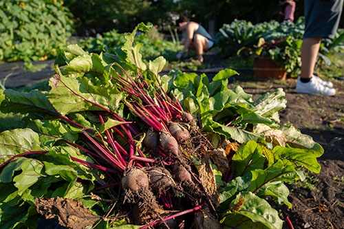 Beautiful beets from Octopus's Garden